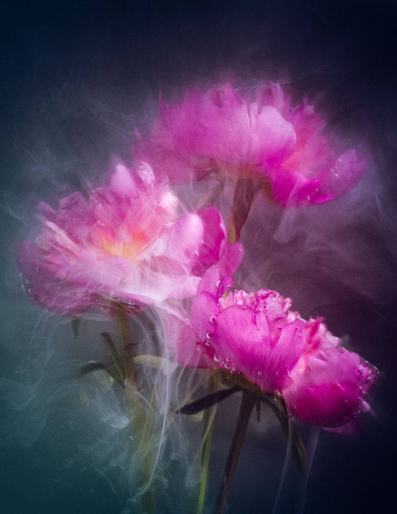 Photograph by Hilda Champion