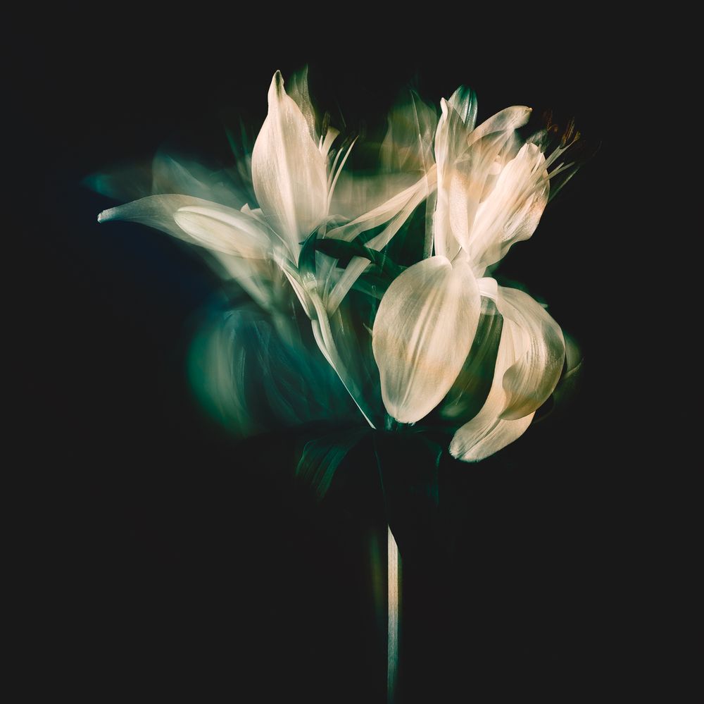 Photograph by Hilda Champion