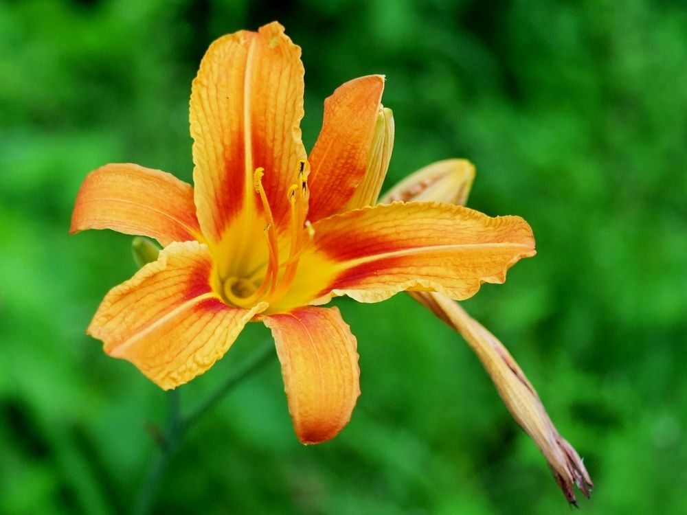 Лилейник_Бандолеро(Daylily_bandolero)