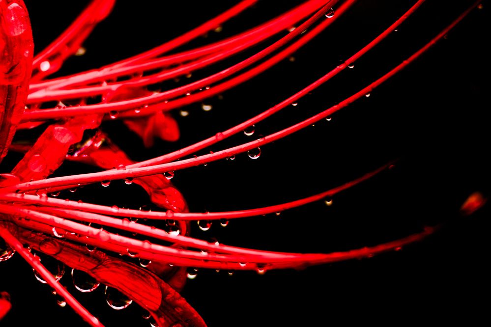 Photograph by KOHAGI