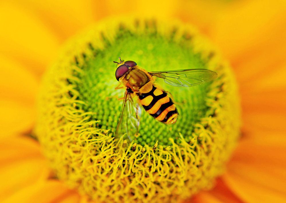 Photograph by Marjo Steffen