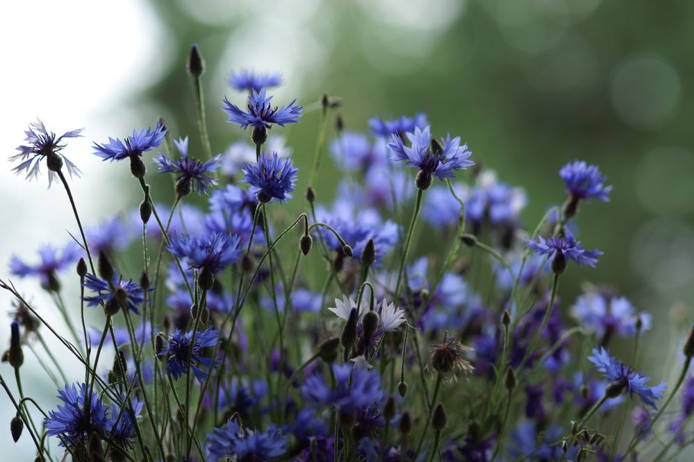 Photograph by Екатерина Стрельникова