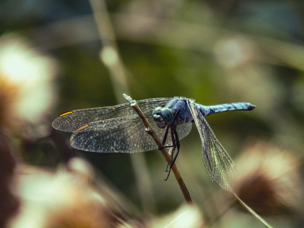 Photograph by Раиса Грабко