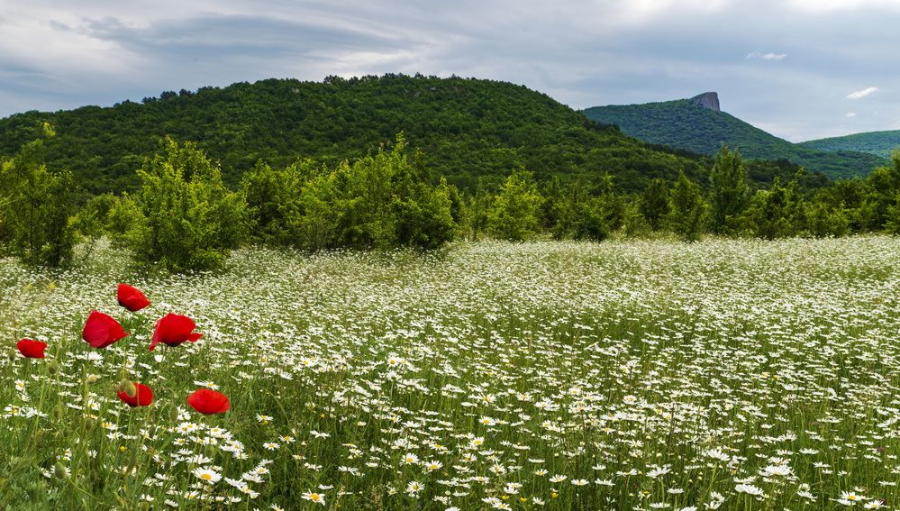 Маки, командующие парадом ромашек