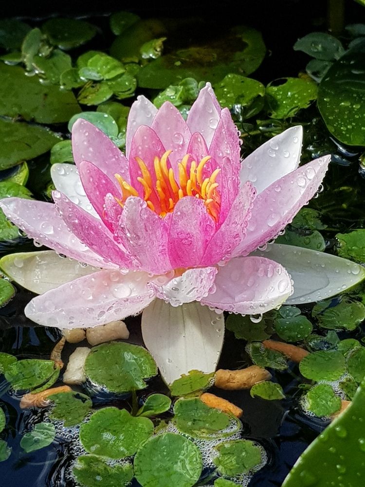 Photograph by Blue Eyes