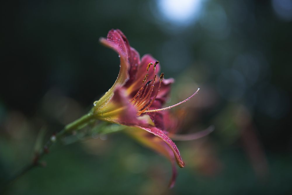 Photograph by Вика Фолина