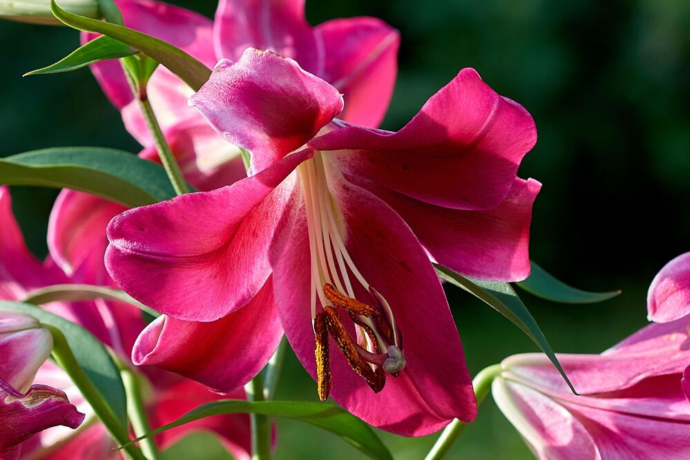 Photograph by Андрей Коротецкий