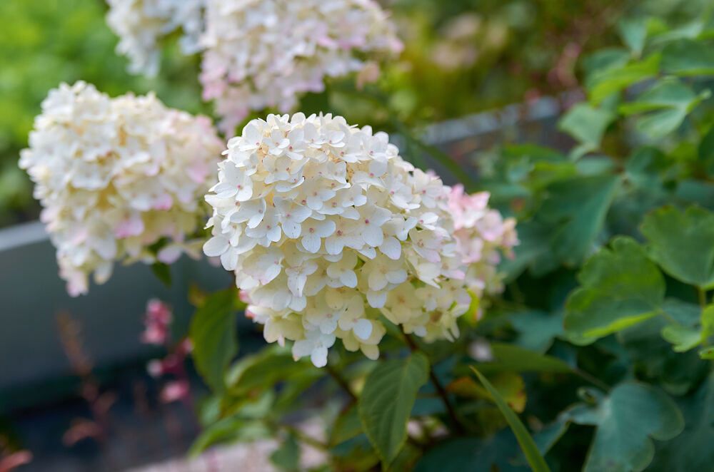 Photograph by Андрей Коротецкий