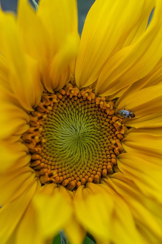 Photograph by Ed Simon