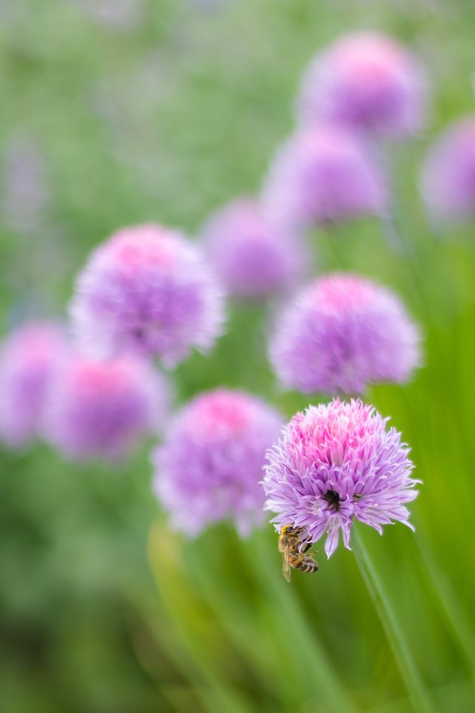 Photograph by Ed Simon