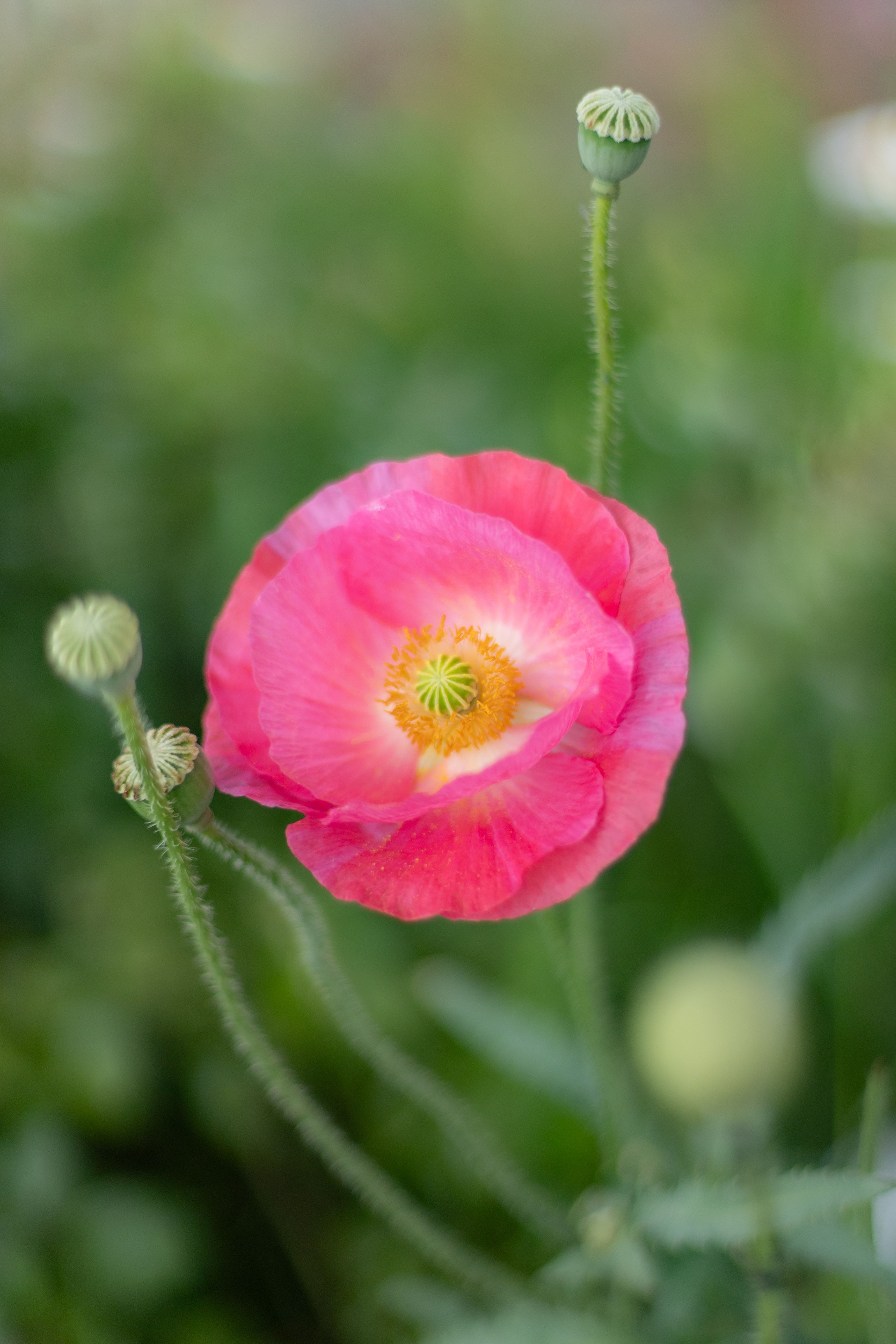 Photograph by Ed Simon