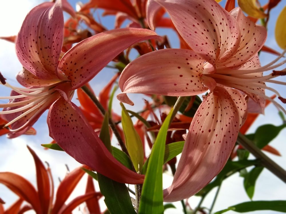 Photograph by Наталья Сорокина