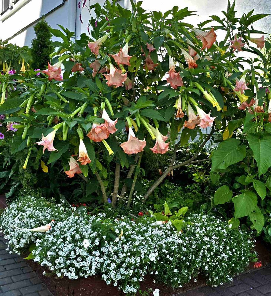 Бругмансия розовая