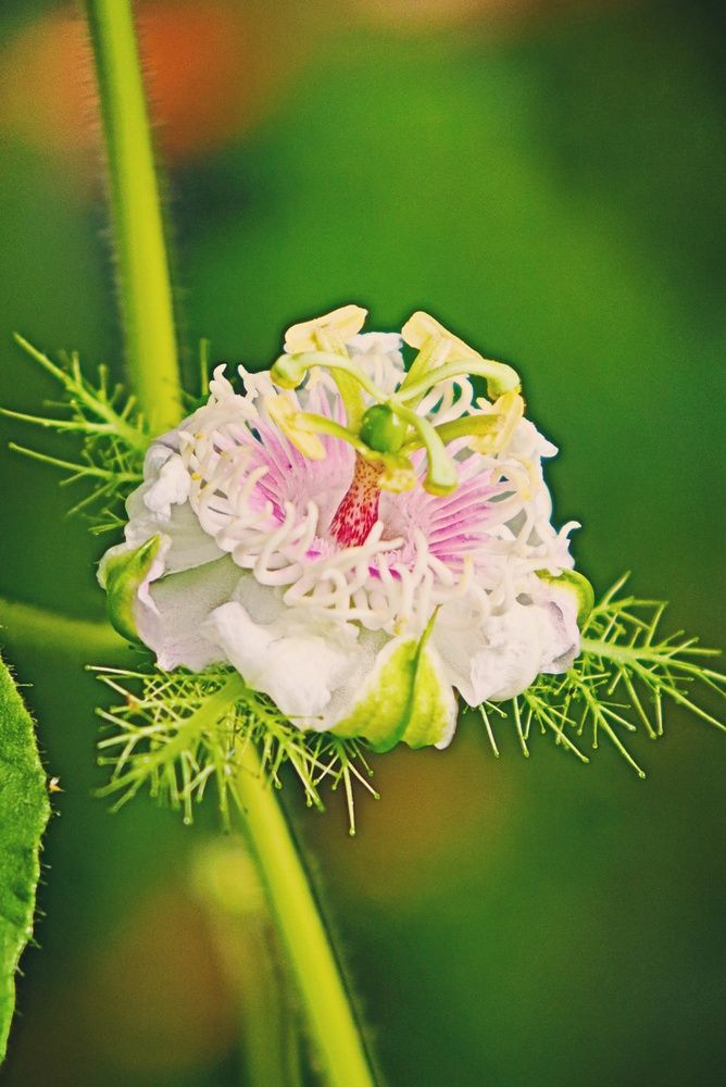 Photograph by Komang Mariono