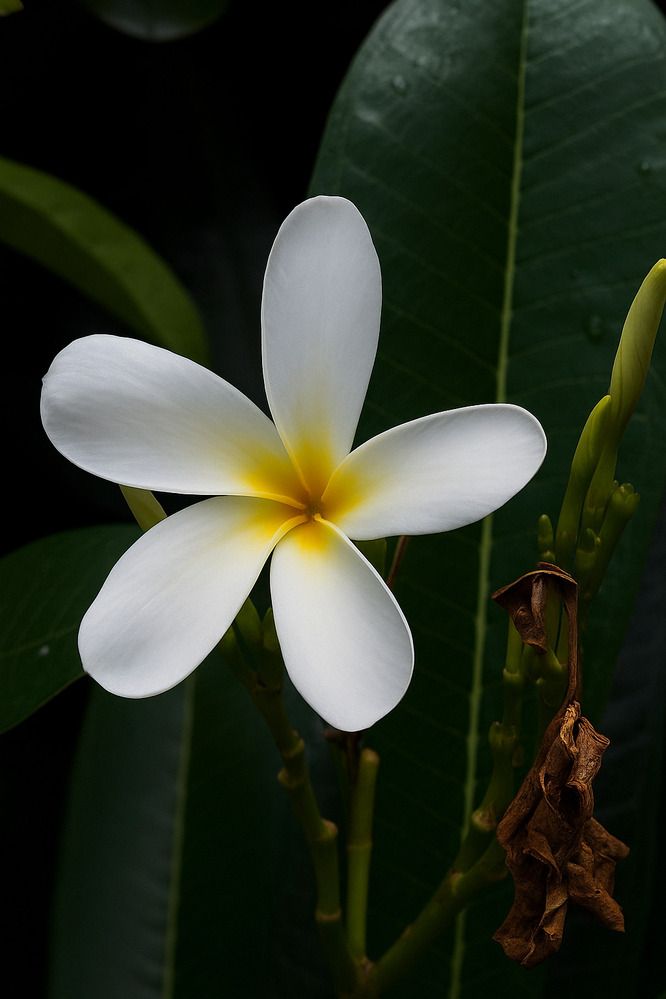 Photograph by Ambewadikar sourabh