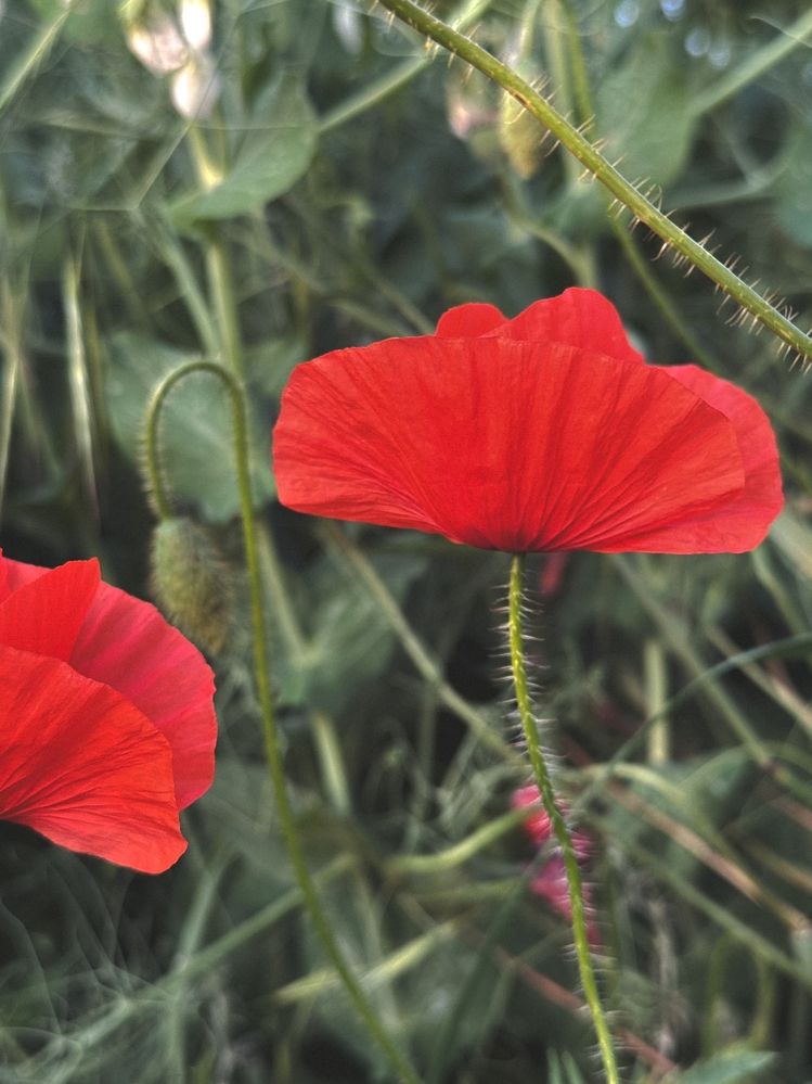 Photograph by Татьяна Цапкова
