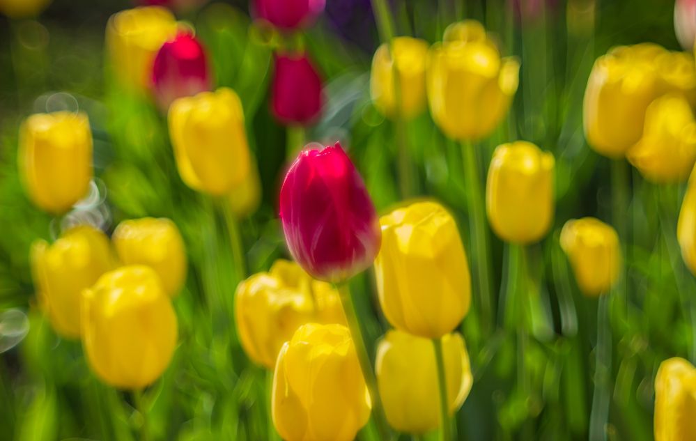 Photograph by Victor Pruhnitskiiy