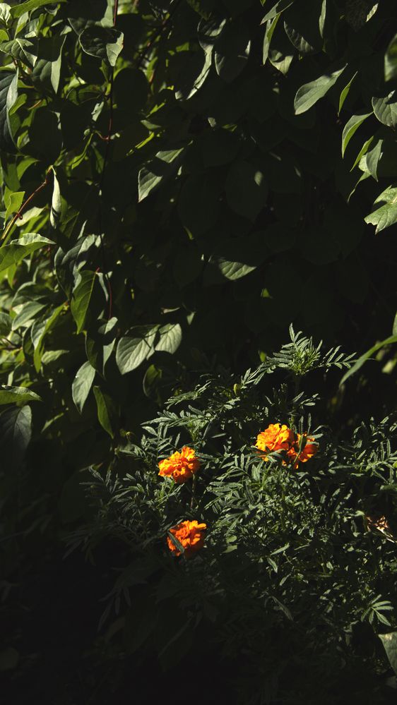 Бархатцы на закате