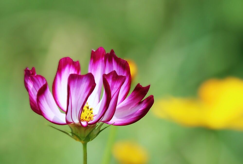 Photograph by Carol Taylor