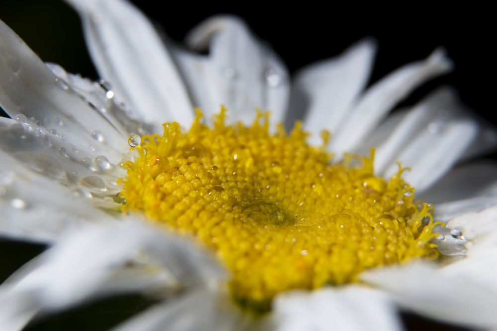 Photograph by Кирилл Владыкин