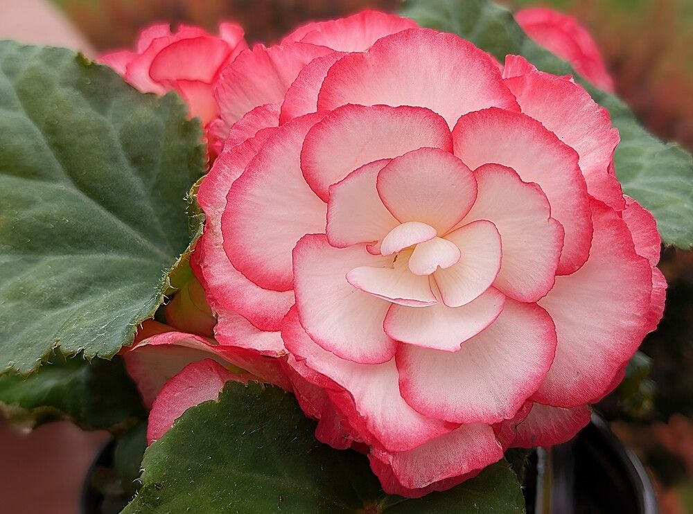 Photograph by Carol Taylor