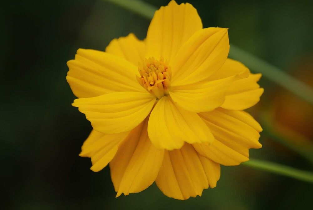 Photograph by Carol Taylor