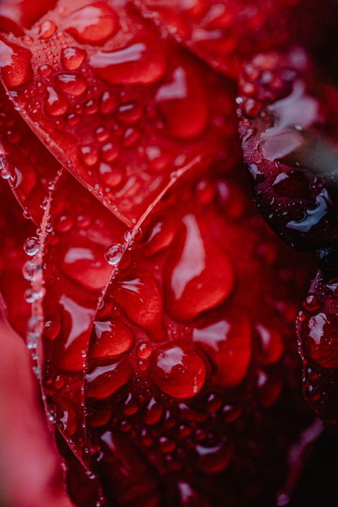 Photograph by Юлия Герман