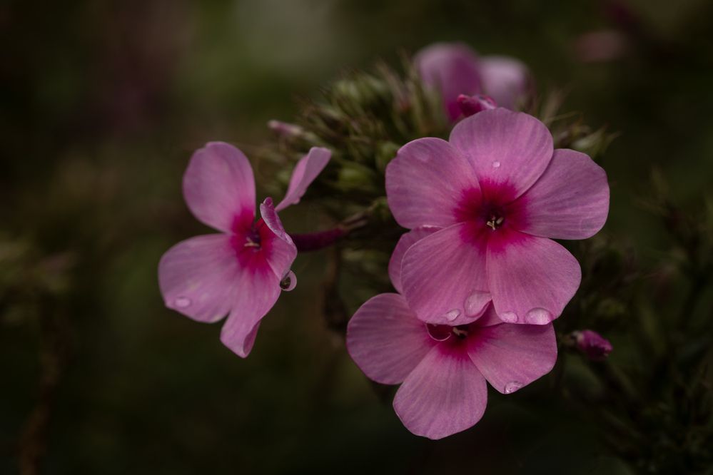 Photograph by Наталья Грищенко