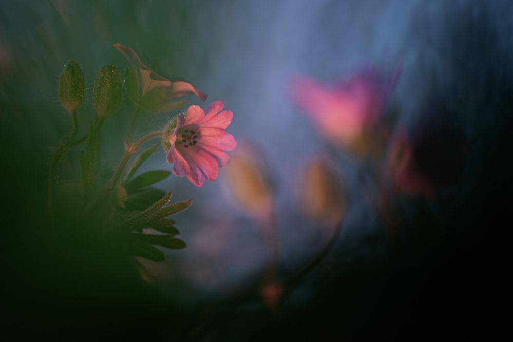 Photograph by FABIO SARTORI