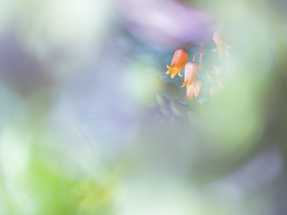 Photograph by FABIO SARTORI