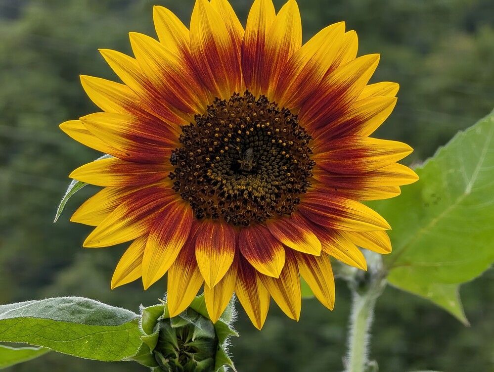 Photograph by Carol Taylor