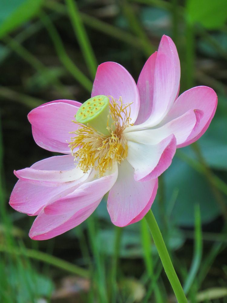 Photograph by Shahrzad Shahrokhi