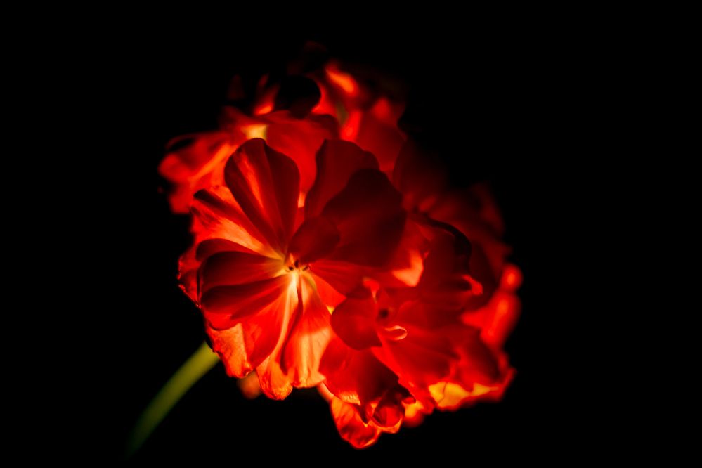 Photograph by Алексей Новоселов