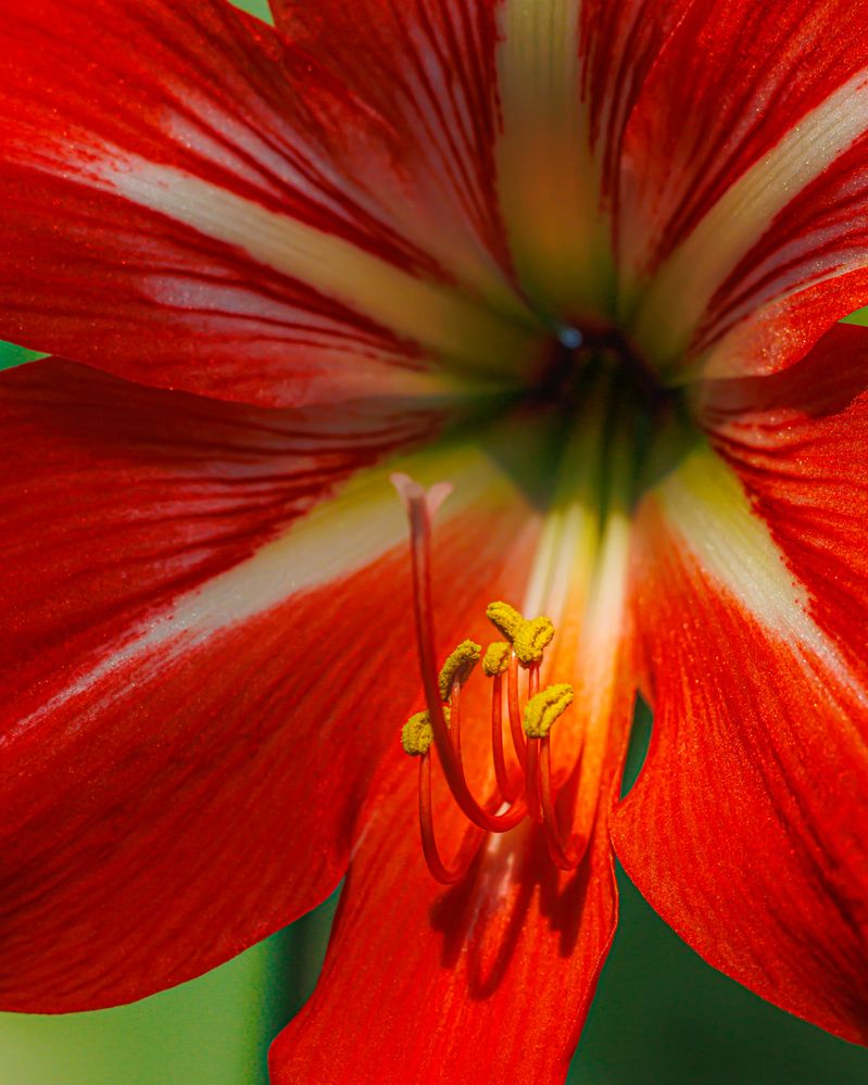 Red Amaryllis