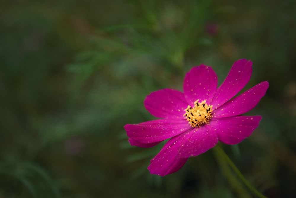 Photograph by Светлана Прокофьева