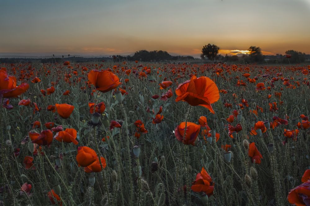 Photograph by Алена Полетаева