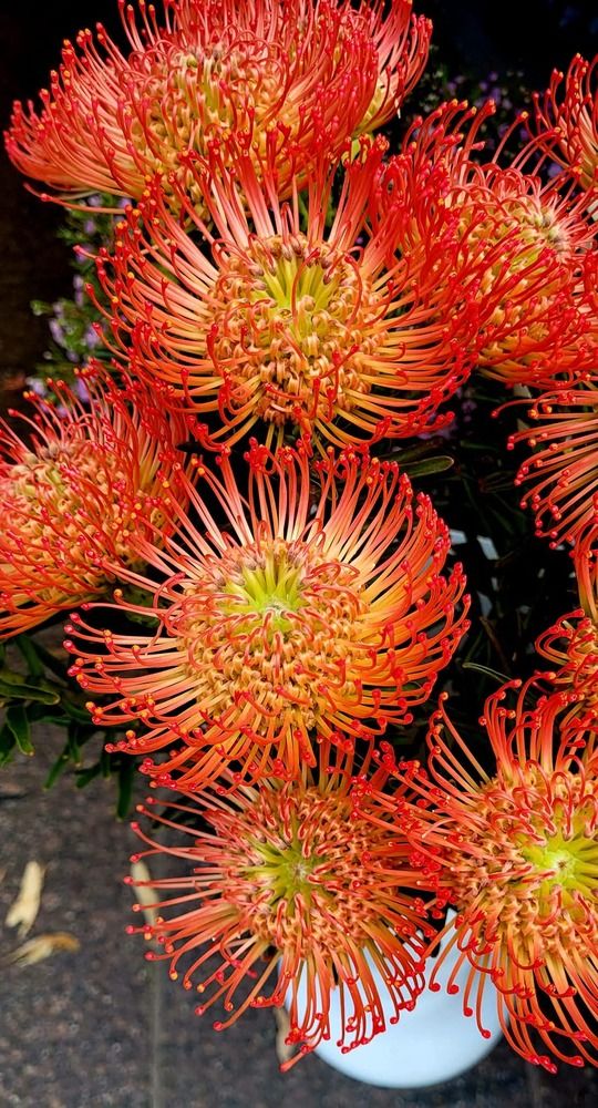 Photograph by Zinaida Nesselmann