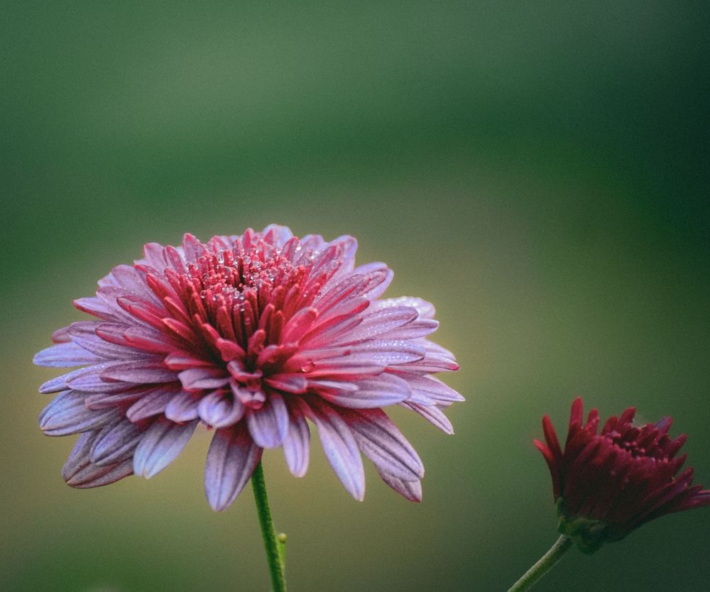 Photograph by Souvik Bhattacharyya