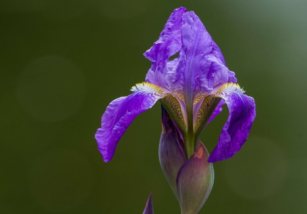 Фотография автора Viktoriya Kim