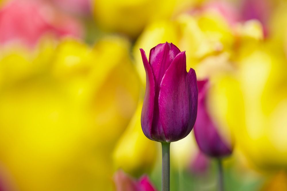 Фотография автора Viktoriya Kim