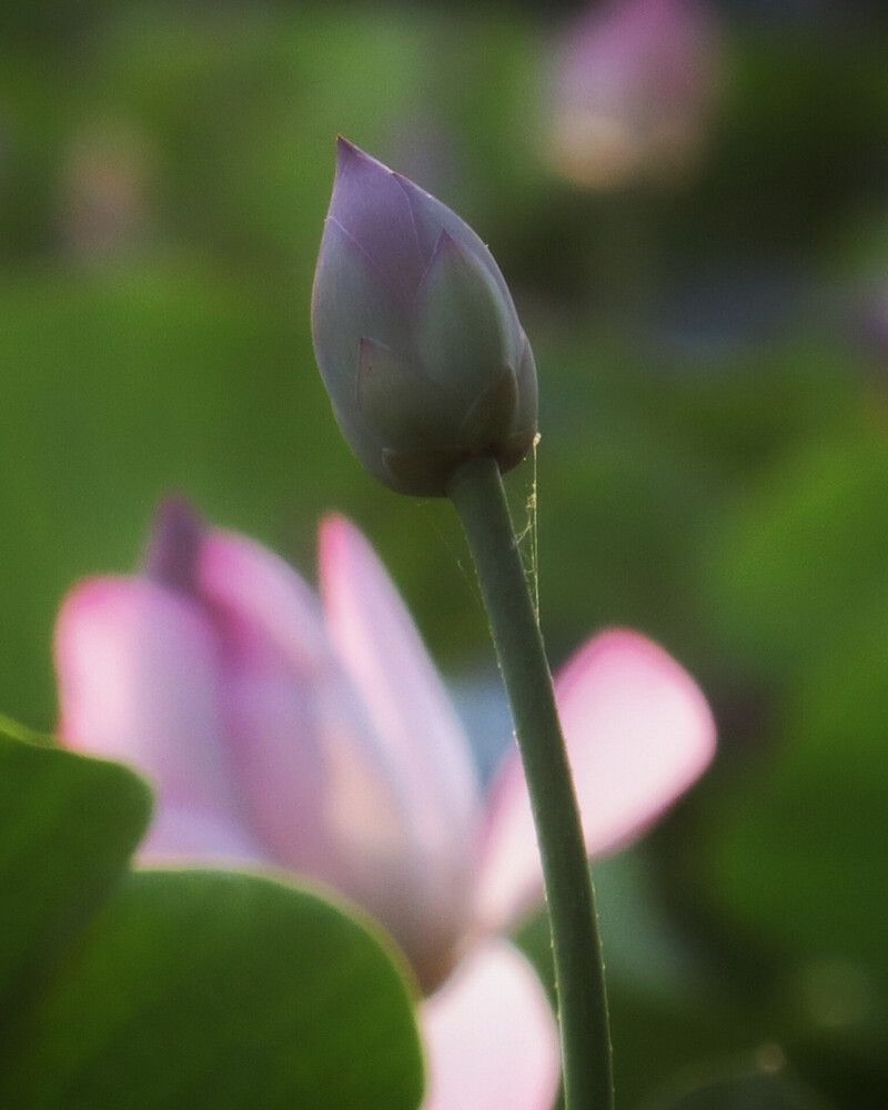 Photograph by Shahrzad Shahrokhi