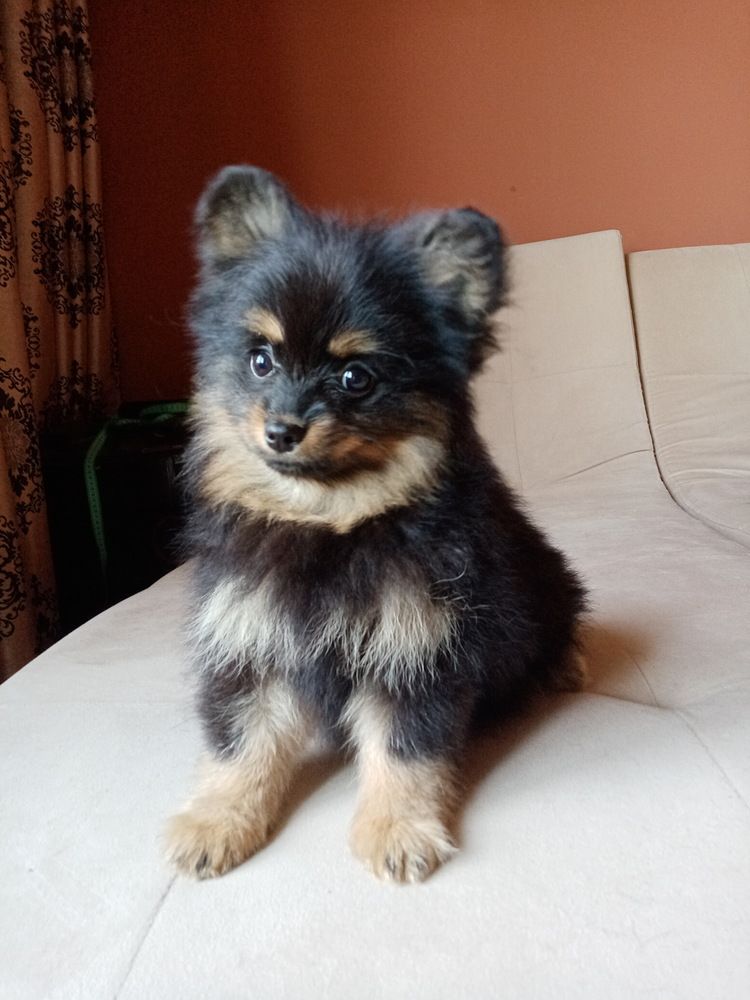 Photo #12492450