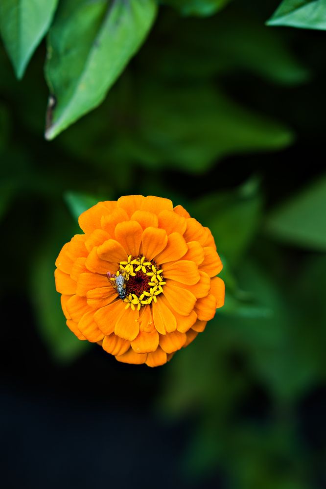 Фотография автора Елена Самофалова