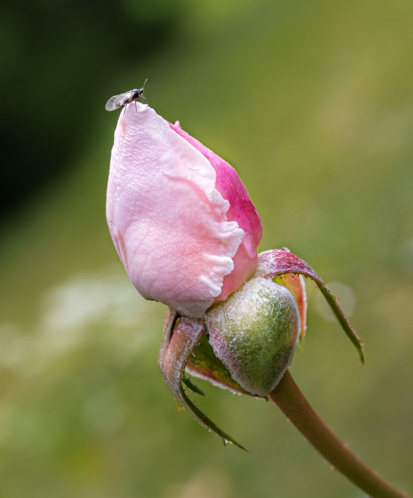 Photograph by Анна Стрелковская