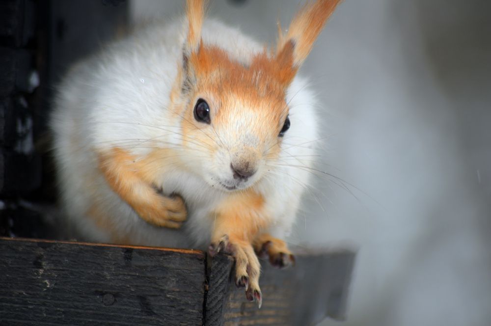 Photograph by Дмитрий Жуков