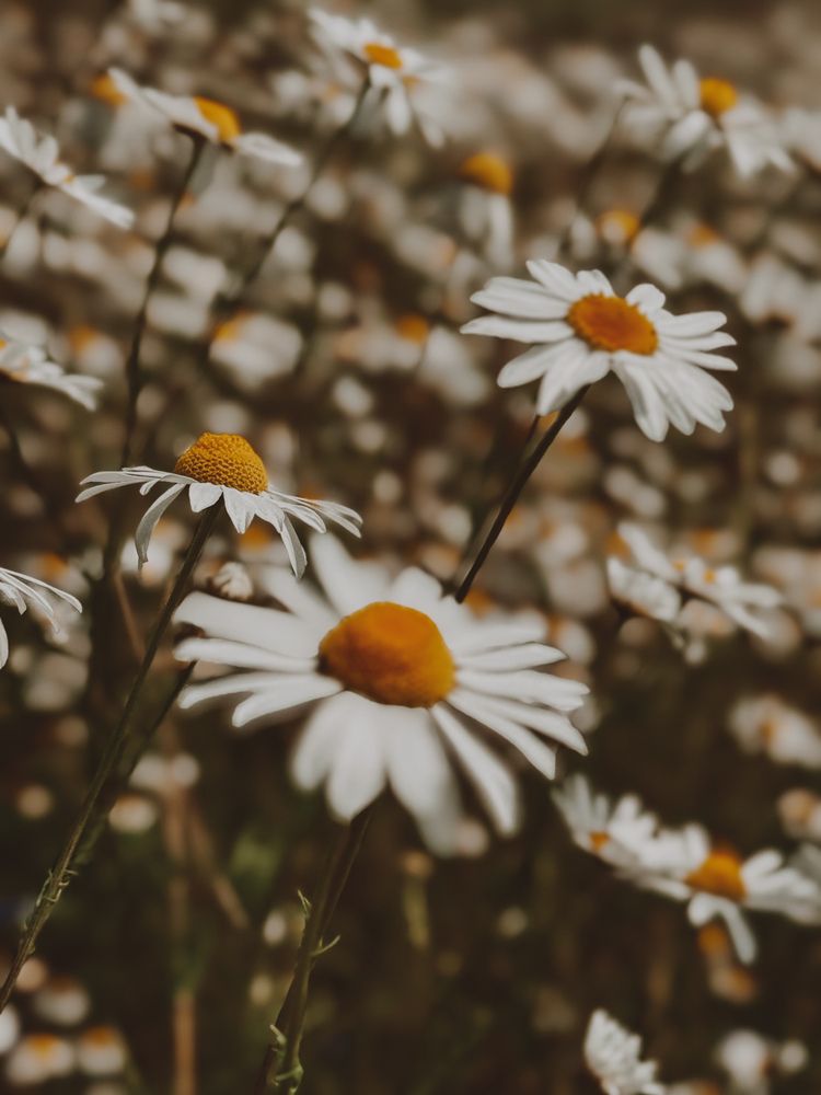 Photograph by Вероника Селюн