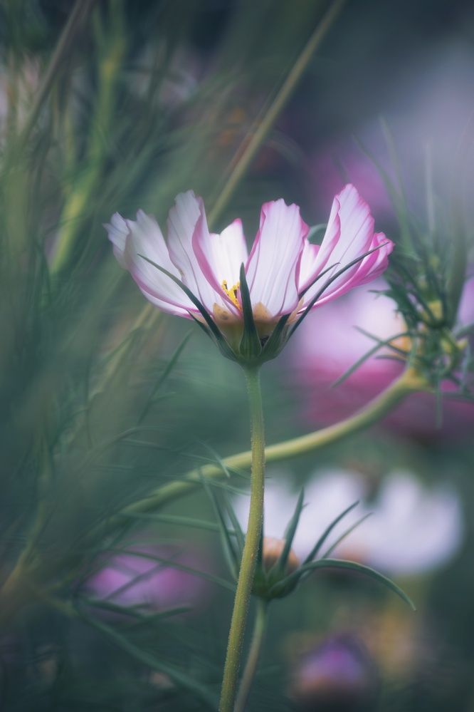 Photograph by Emilia Villalba