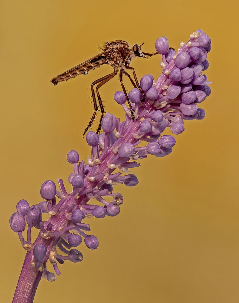 Photograph by Mario Fiorucci