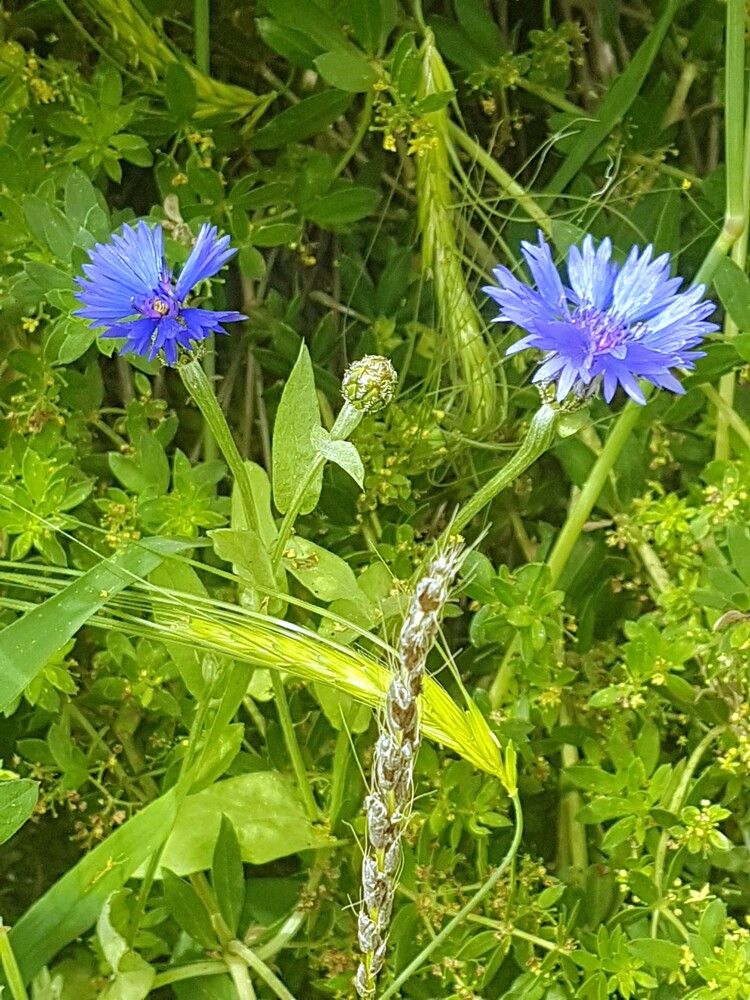 Фотография автора Ася Бабушкина