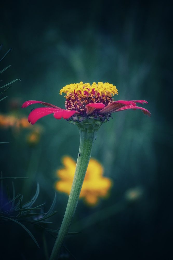 Photograph by Emilia Villalba